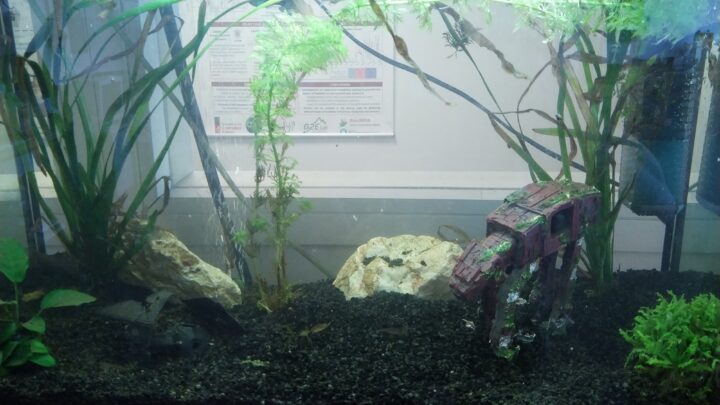 Distributeur automatique de nourriture pour poisson d’aquarium Opensource